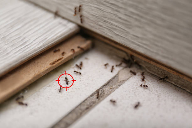 Best Flea Control Services  in Rouse, CA