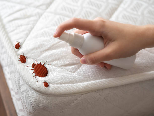 Best Ant Control Services  in Rouse, CA