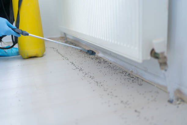 Best Cockroach Control Services  in Rouse, CA